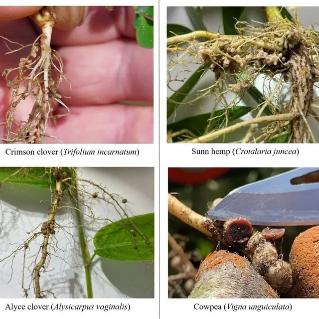thumbnail for publication: Nitrogen-Fixing Legume Nodules